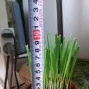 미미그루밍 이미지