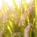 디자인촉