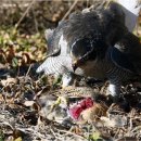 매사냥체험홍보관 이미지