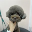 마미펫 | 강아지 미용 오산 애견미용실 마미펫