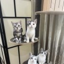 아메숏 캐터리 이미지