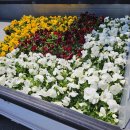 한농종묘사 이미지