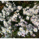 불곡리 미륵불 이미지