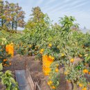 오가네 농장 이미지