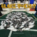 비호 | [트렁크TV]남당항 워너비호 광어다운샷 출조 후기