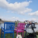 언니도그 | 왓도그캣 무료 펫선물 당첨 개모차 후기🐾