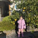 하르방 고을 | 📍 제주 서귀포 하르방고을 한옥독채펜션 솔직후기(아이와 함께)