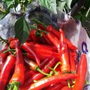 빨간고추 이미지