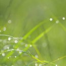 새벽이슬 이미지