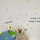 종로애견미용 이미지