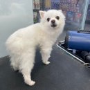 펫마트 강아지 논산점 네이버블로그