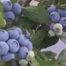 미산농원 이미지