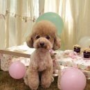 비주앙쥬 이미지