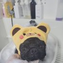 머드독 이미지