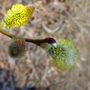 버들강아지 이미지