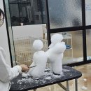 벨라루시애견미용학원 이미지