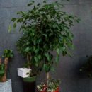 가나화원 이미지