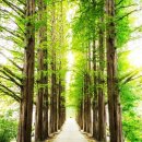 편백어울림 이미지