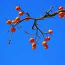 시골정취 이미지