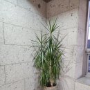 [남부] 다이어트댄스 이미지