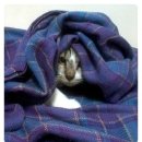 발라당냥 이미지