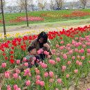 학현농장 | 평택농업생태원 평택꽃나들이 축제 오늘 다녀온 후기