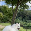 제이앤제이애견 이미지