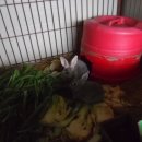 솔비농장 이미지