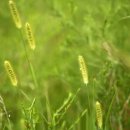 강아지풀 이미지