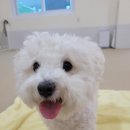 놀러오개 애견유치원 모충점 이미지