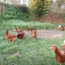 양계장농장 이미지