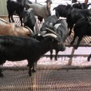 자상농장 이미지