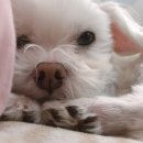 강아지 만성귓병 치료 대작전 (제디 UV펫큐어라이트)