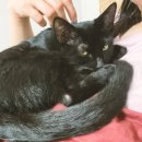 로얄동물병원 | 수컷 고양이 중성화 수술 시기 로하스 동물 병원 후기