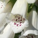 제주오겹살 이미지