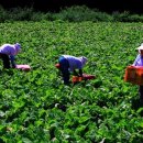 왕인농장 이미지