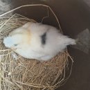 백봉파이프 이미지