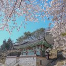 사진반(스마트폰) | 김해여행 고즈넉한 산사에서 만끽한 봄의 정취 장유사