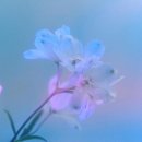 GYE 이미지
