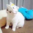 이그조틱 이미지