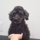 튼튼애견미용