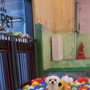 이츠펫(청당점) 이미지