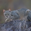 gc-camera-049 이미지