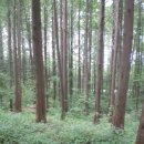 용천(안산) 네이버블로그