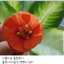 플로리시