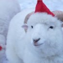 채운목장 이미지