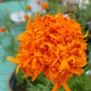 메리골드 이미지