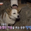 동물농장 이미지