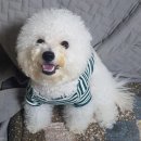 아장아장 이미지