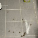 스무해 동물병원 | 강아지 항문낭 제거 수술 솔직한 후기 (인천 서구/회복/기간/가격)